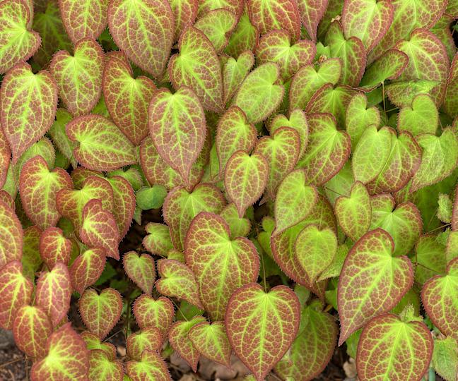 barrenwort with bright green foliage and red edging