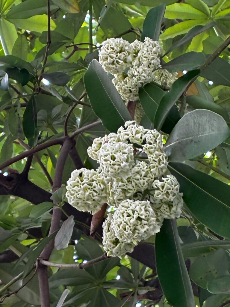 Looks small but it’s beautiful Fragrance spreads …. What’s this please