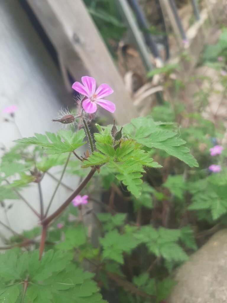 In garden