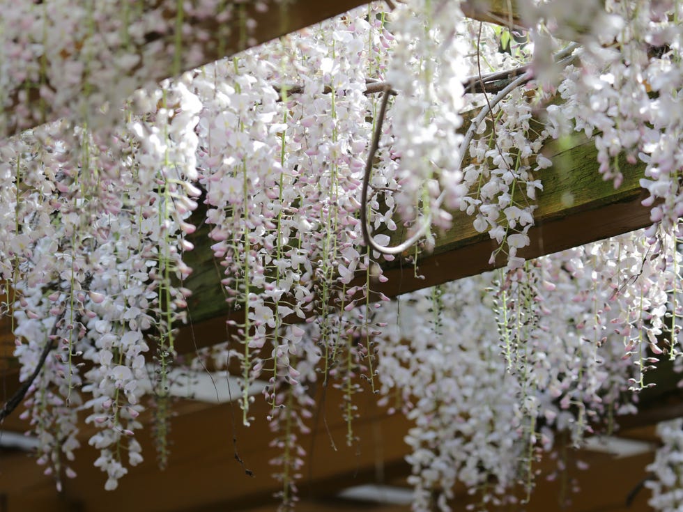 wisteria (scientific name: wisteria), a genus of the subfamily of the legume butterfly family. at present, taiwan is mostly distributed in the middle altitude mountain areas and northern taiwan.