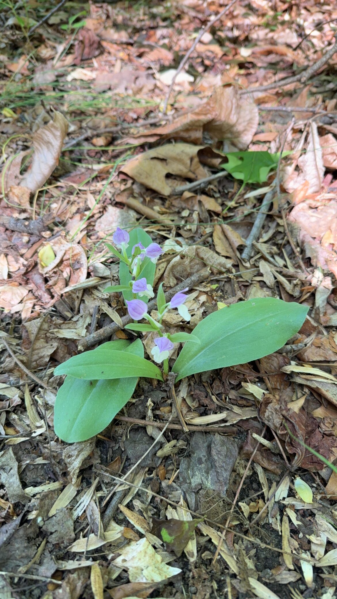 Wild Orchid?
