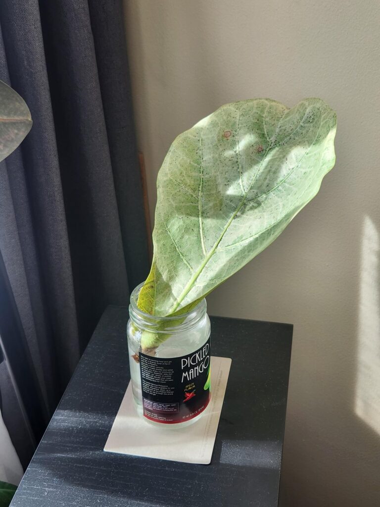 Nursed a sick leaf back to life 🌱
