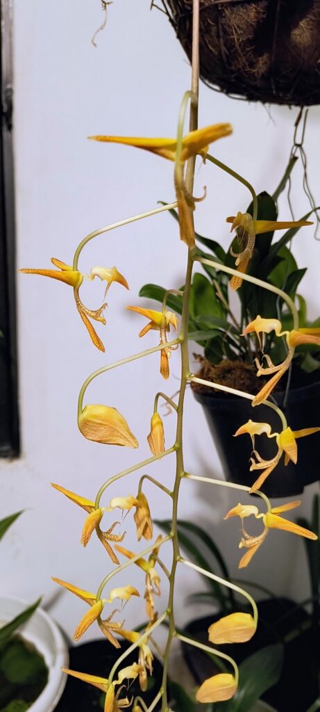 Flowering of my Gongora Sp.