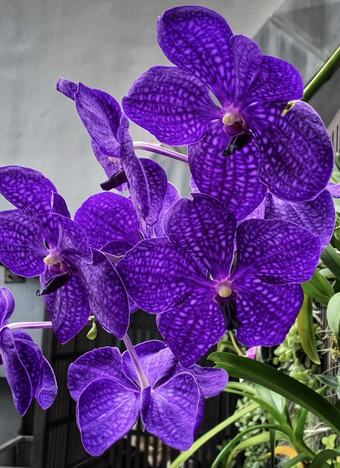 Vanda Pachara Delight