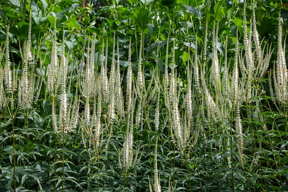 a tall perennial plant with slender spikes of white flowers in mid summer