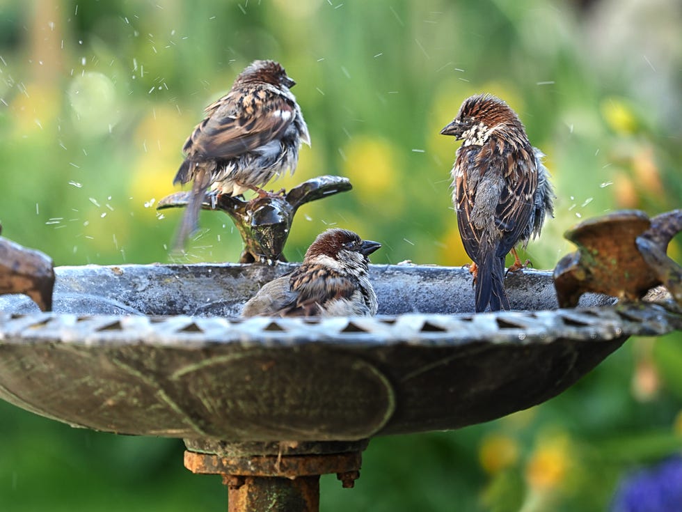 Sparrows in a birdbath sparrows in a birdbath