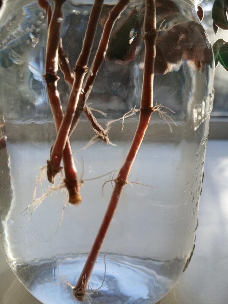 Are my Red Log (Peperomia verticillata) cuttings ready for soil?