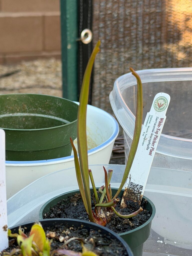 Same plant 25 days later