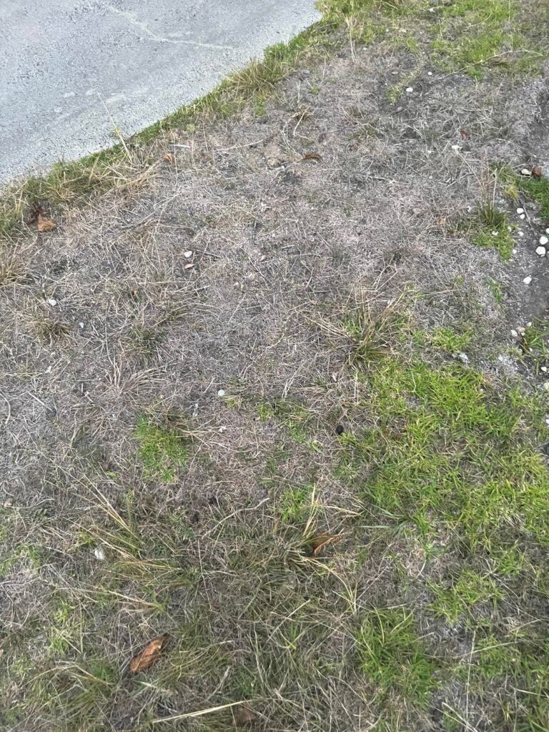 Aside from digging it up, how would you save a lawn like this?