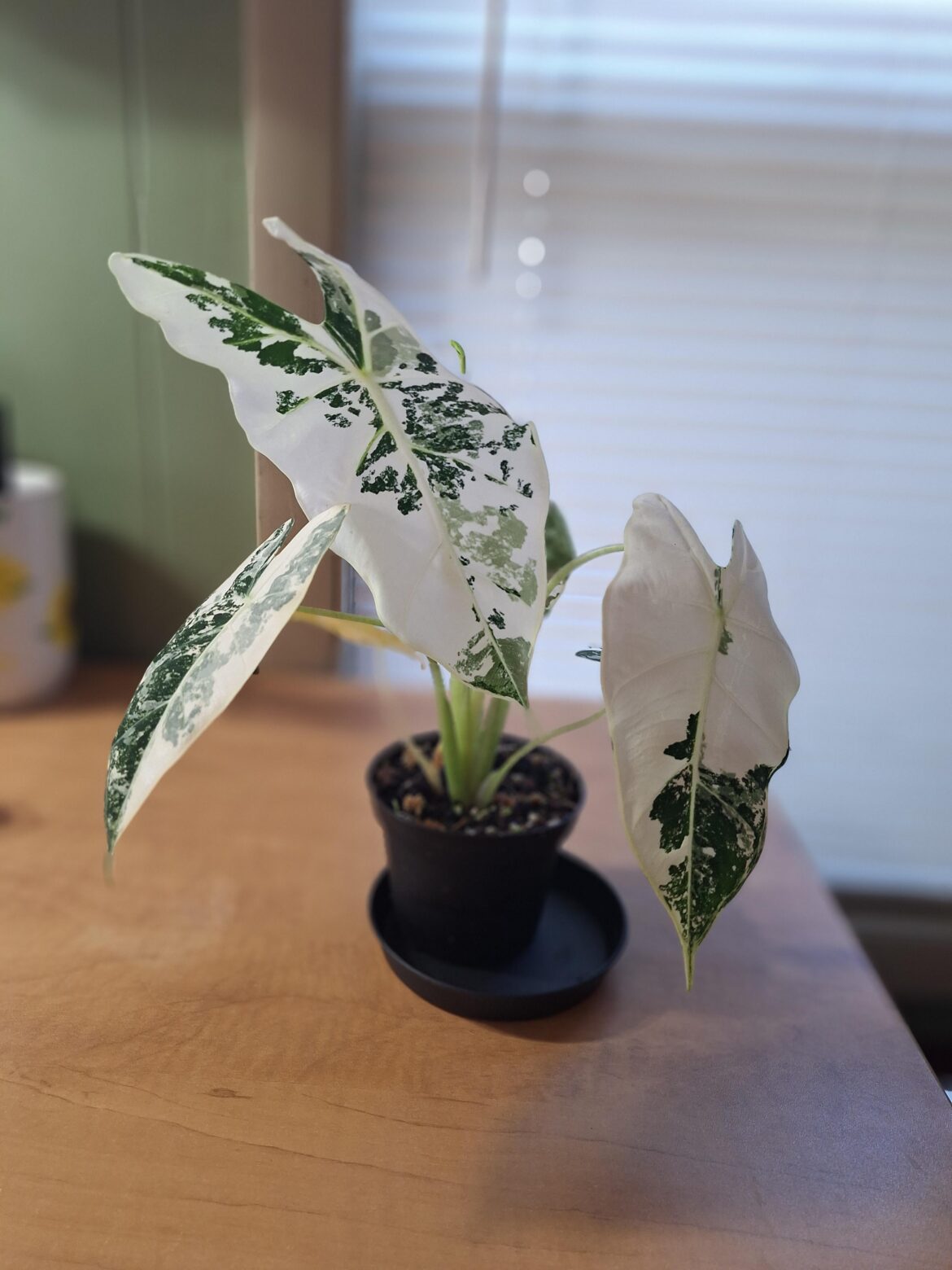 My new variegated frydek!
