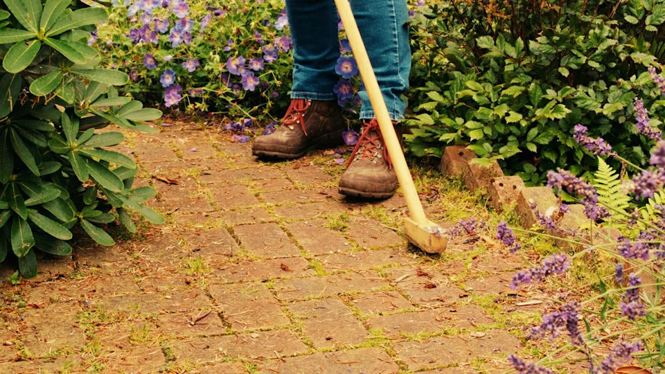 senior woman clearing moss and small weeds from between the pavers in her garden path.