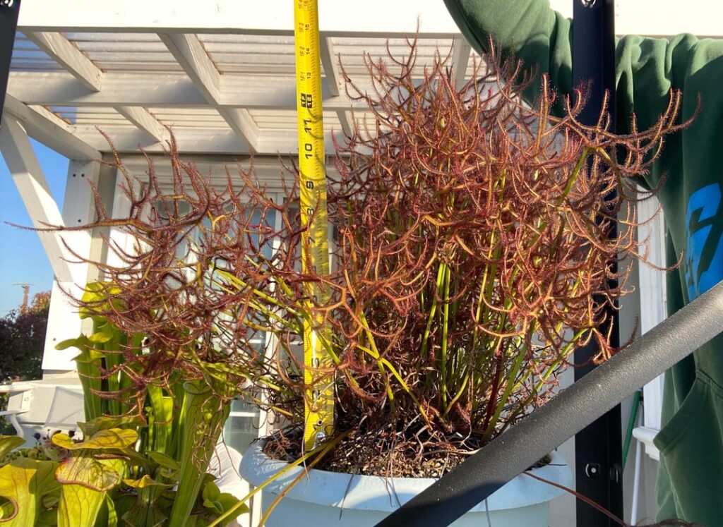 My staghorn sundew is out of control.