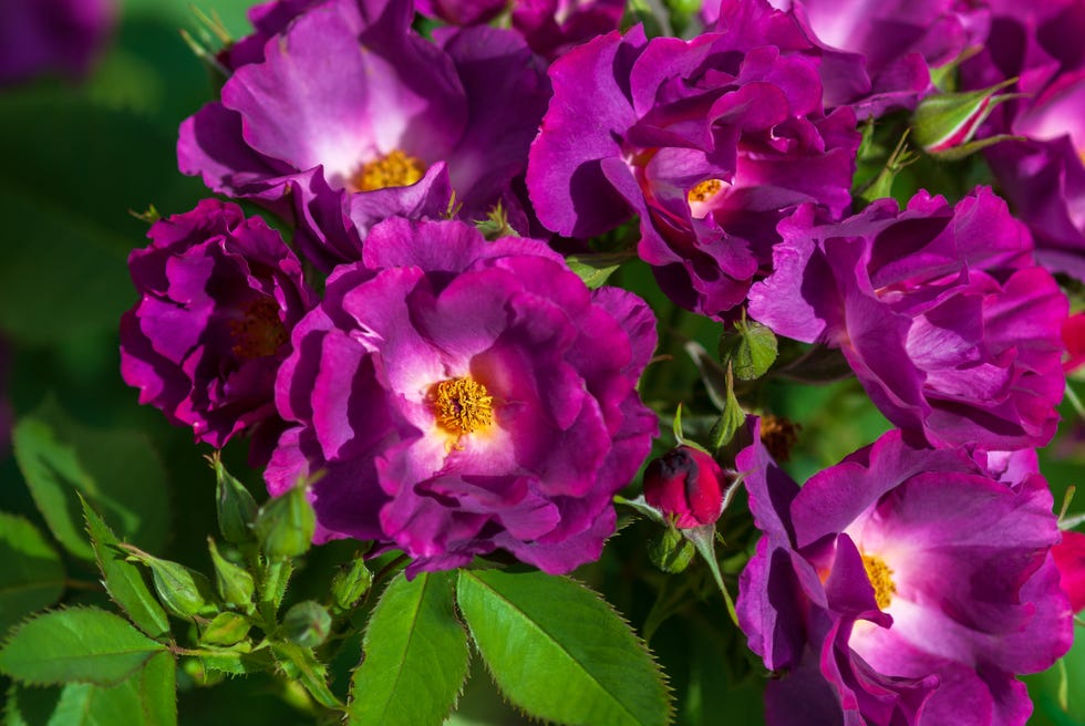 rhapsody in blue roses, with their double flowers of deep purple magenta fading to slate mauve rhapsody in blue roses, with their double flowers of deep purple magenta fading to slate mauve