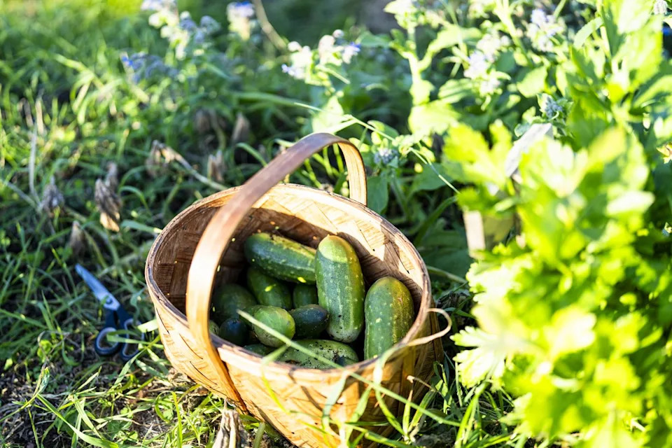 fresh harvested cucumbers in wicker basket at farm
