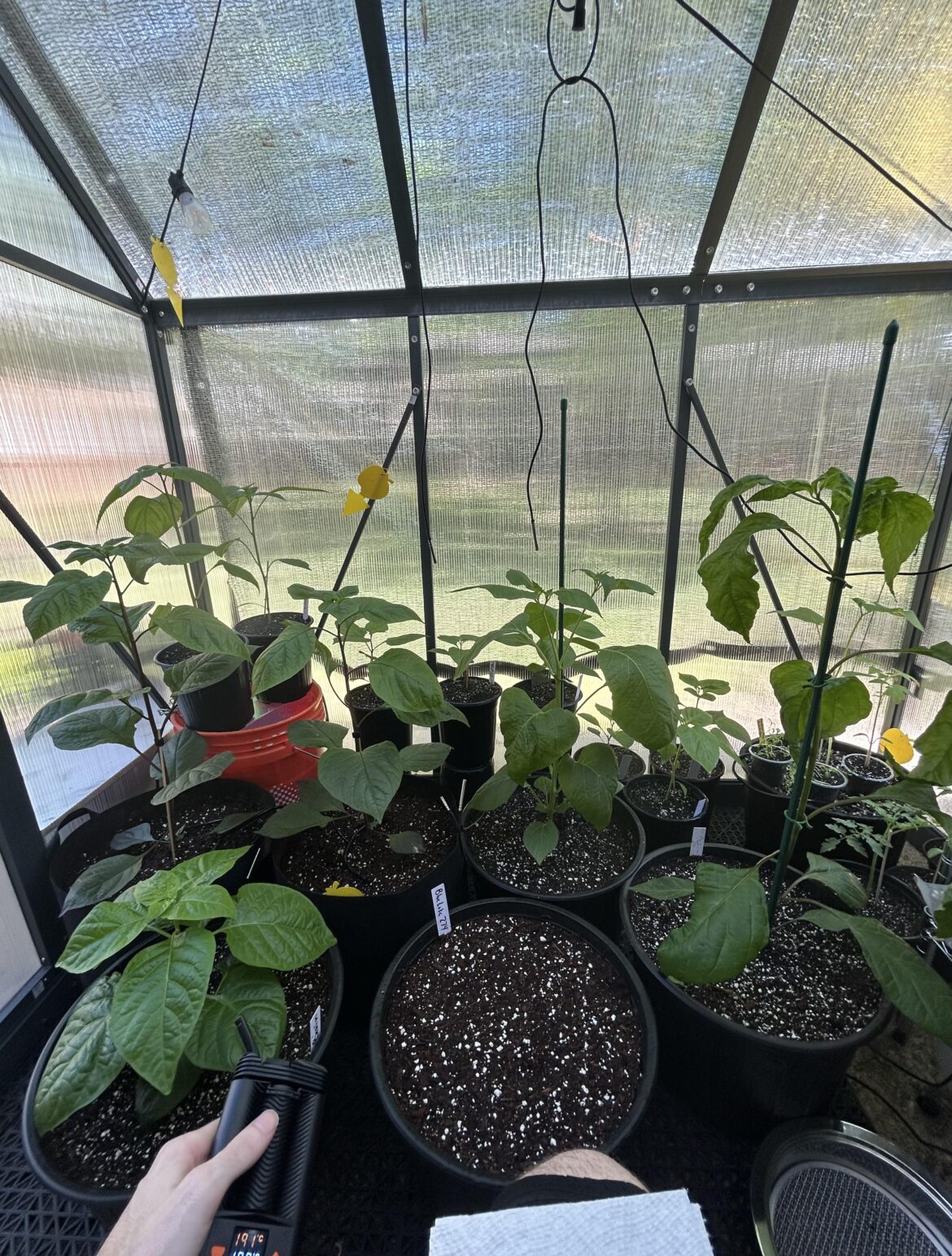 Chilis are taking over!