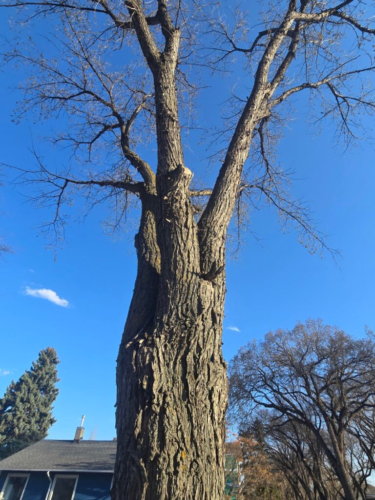 We all know about bark inclusion