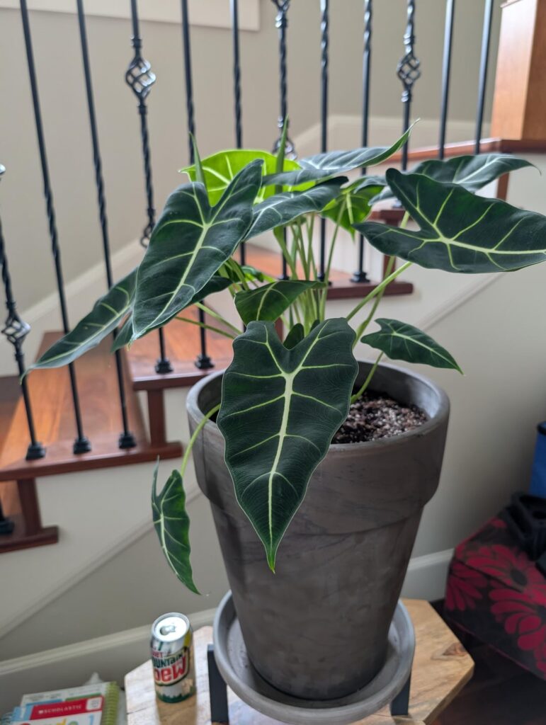 Newbie question