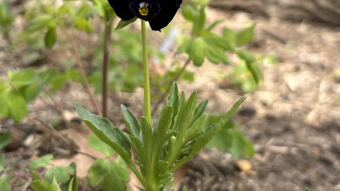 Gardener stunned after cross-pollination produces unexpected black violas