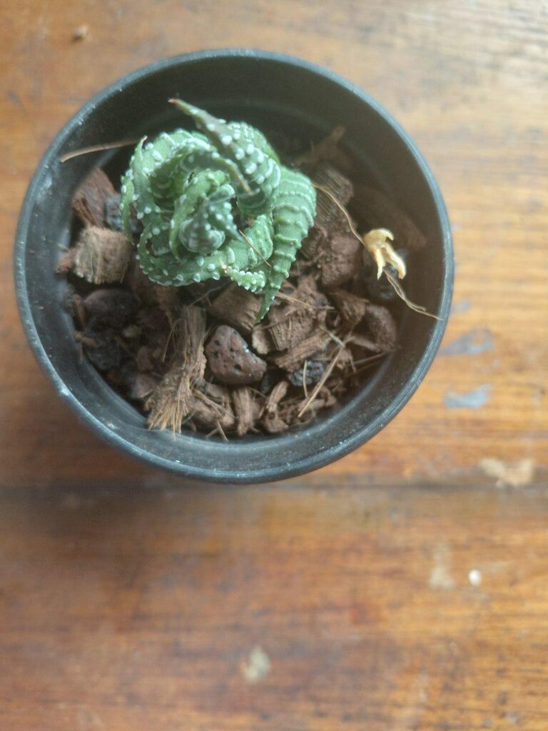 ID for this one??