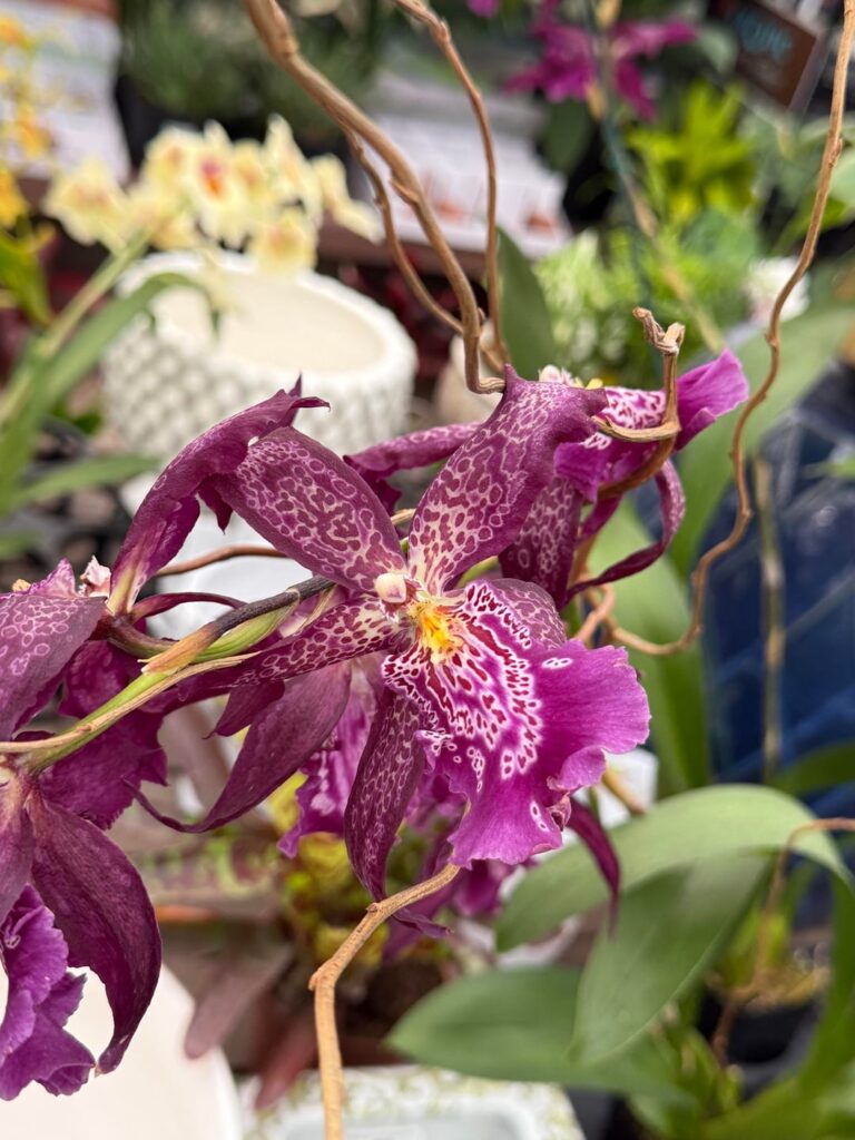 Some gorgeous specimens