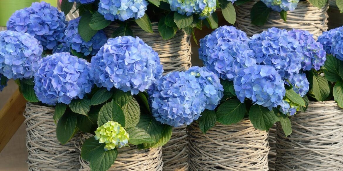 6 Stunning Hydrangeas That Are Perfect for Containers 6 Stunning Hydrangeas That Are Perfect for Containers