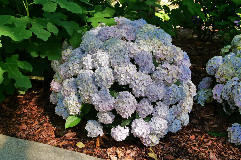 Cluster of blooming hydrangea flowers in light purple and white tones. Cluster of blooming hydrangea flowers in light purple and white tones.