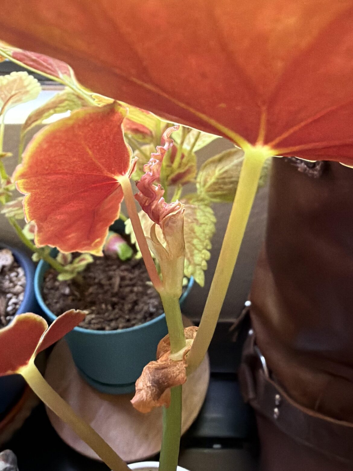 Is this leaf a dud? Is this leaf a dud?