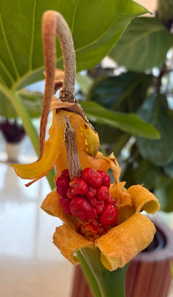 My giant taro gets my ugliest flower award