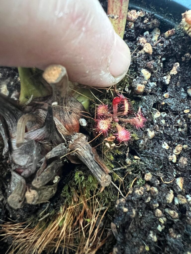 Picked up a hitchhiker. ID?