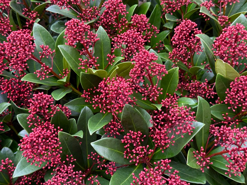 skimmia japonica rubella japanese skimmia or red budded skimmia