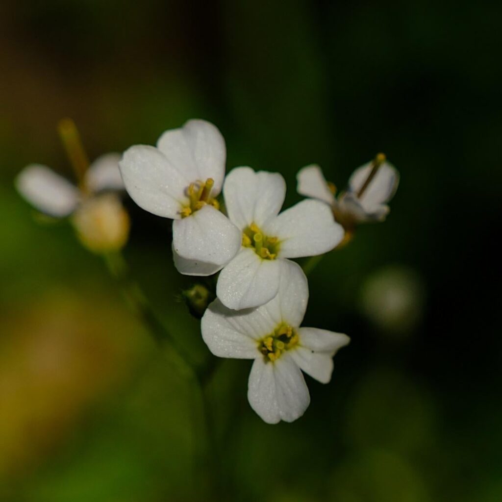 Cuckoo Flower (Cardamine pratensis L.)