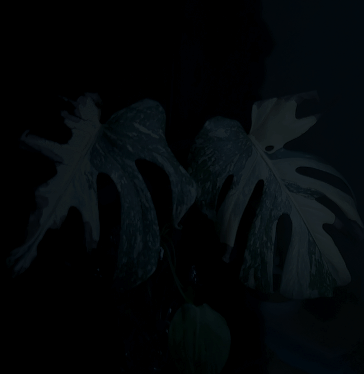is this too much light for my rare vaginated philodendron‽‽‽