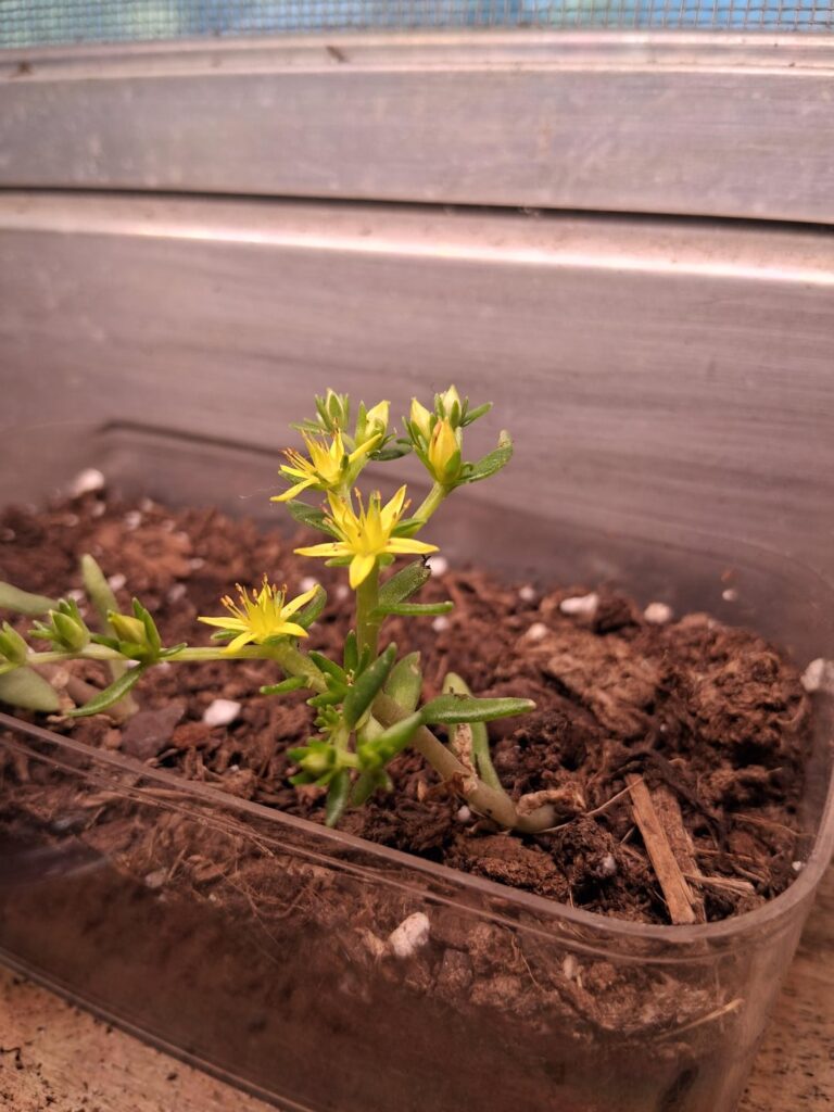 Stonecrop Sedum(we think) Stonecrop Sedum(we think)
