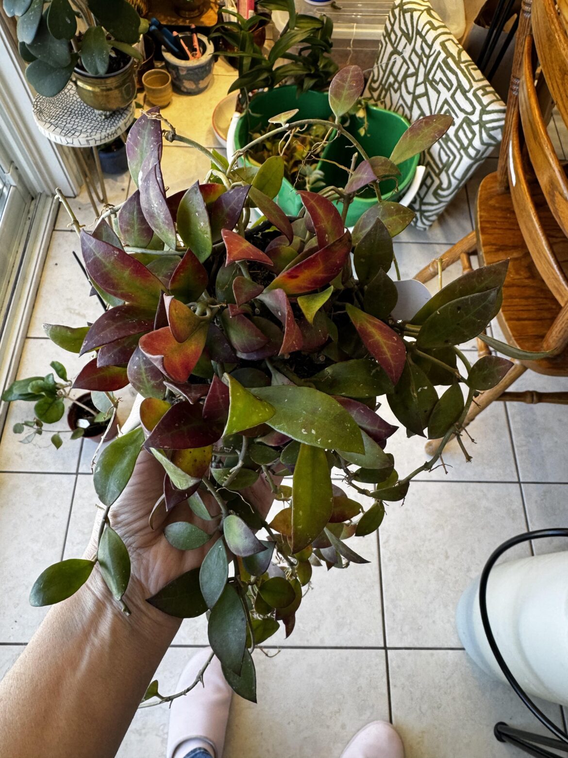 Sold as Hoya Waymanie but it looks so much different