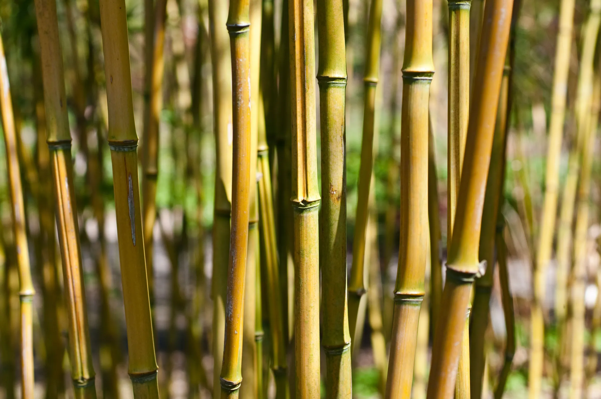 Phyllostachys aureosulcata bamboo stalks.