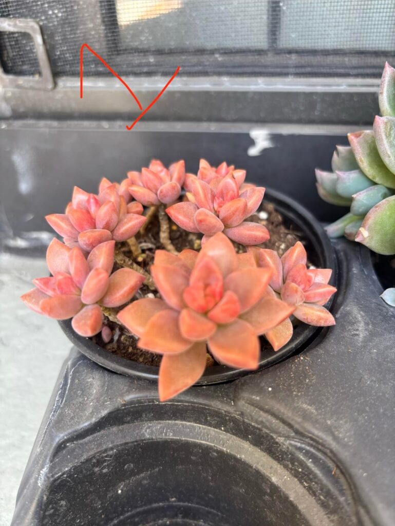 Turning to the experts. Help with ID
