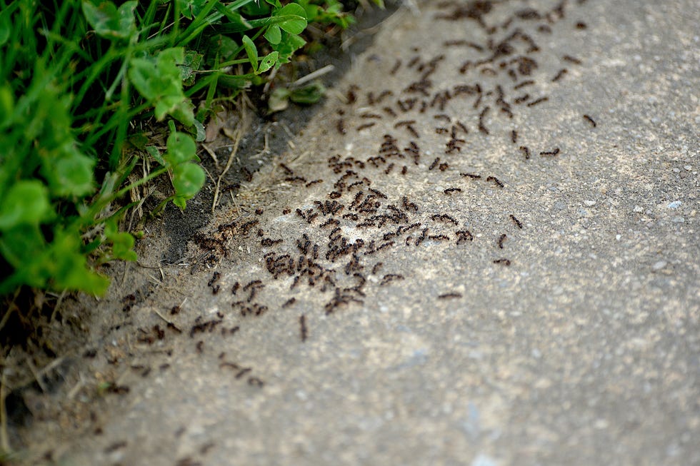 ants