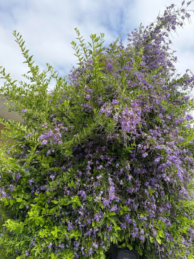 Moved in to caretake dementia MIL, trying to get her house in order. Need to prune this but want to do it right