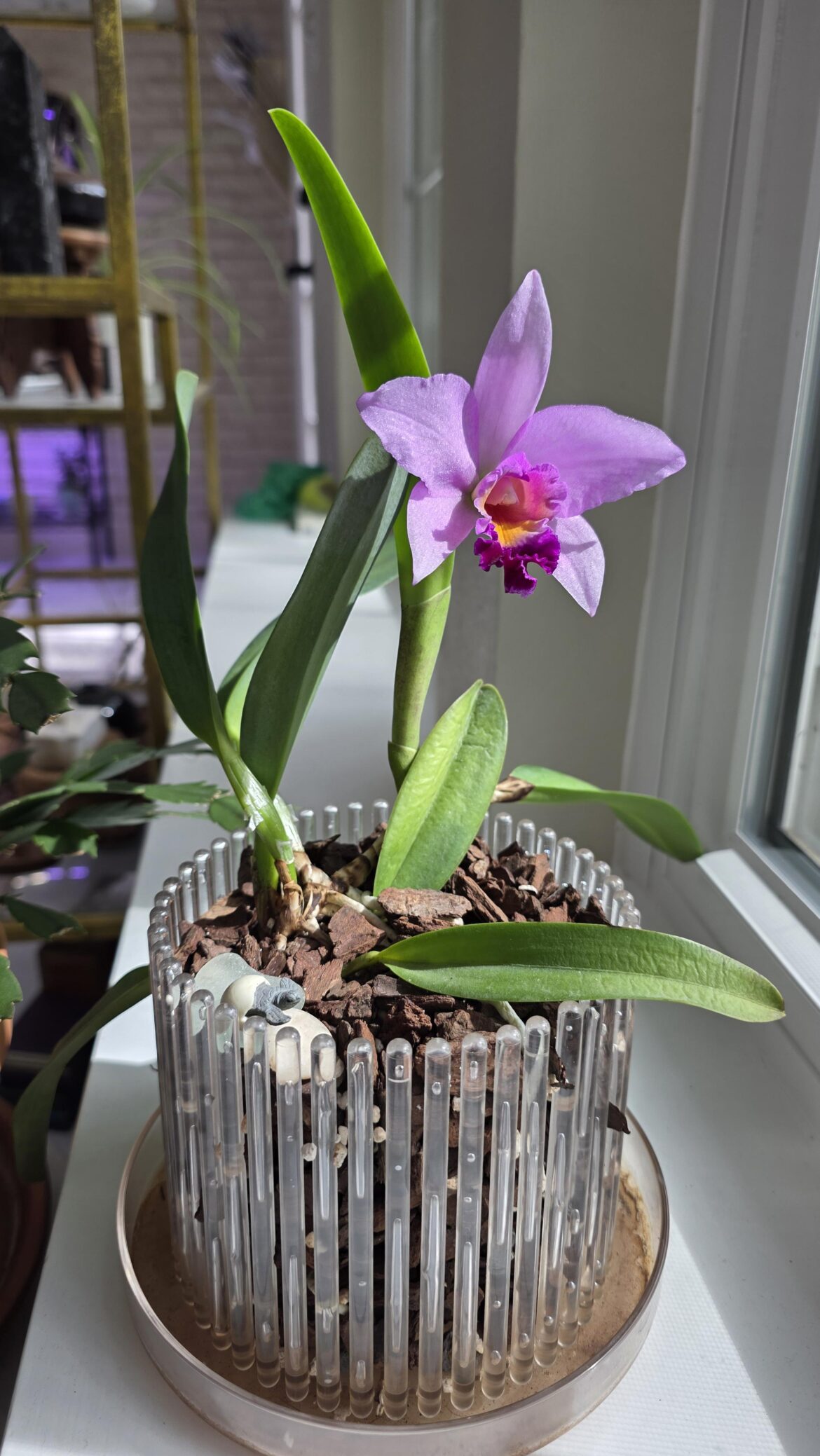 A long-awaited bloom!