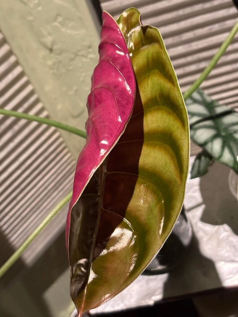 This cuprea color is amazing