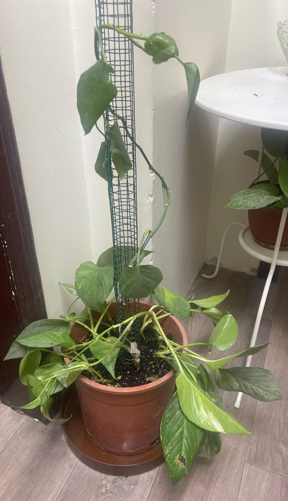 Help!! My money plant of two years is wilting