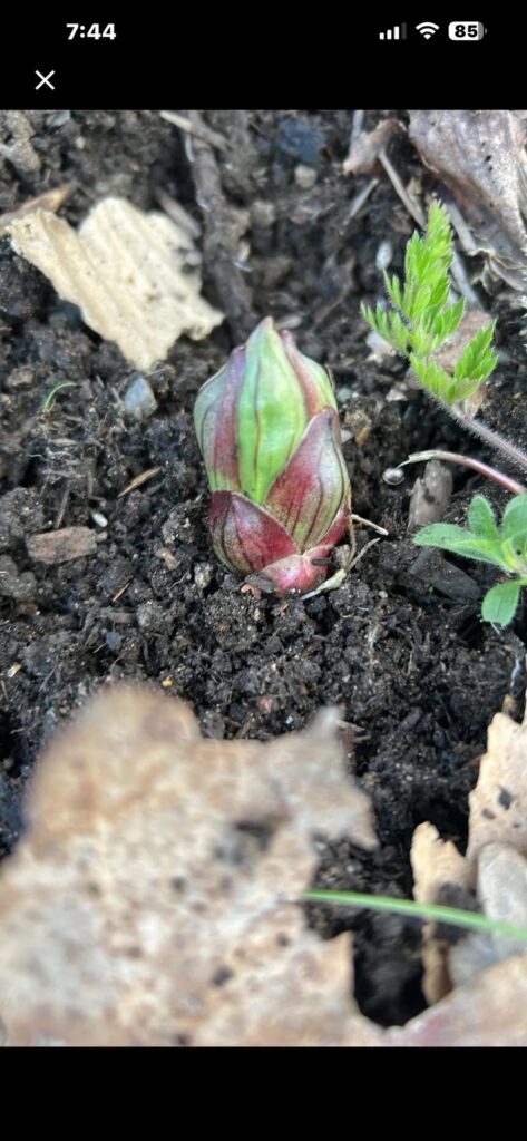 I found this growing in my garden. Any ideas?