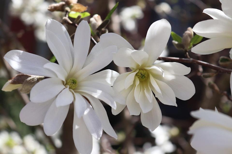 gorgeous blooms of star magnolia in creamy white seem to be dancing in spring light.