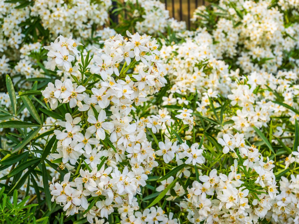 mexican orange blossom flowers, white aromatic flowering plant from mexico, popular tropical cultivated plant