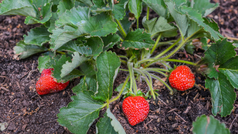 Ripe everbearing strawberry plant in a garden