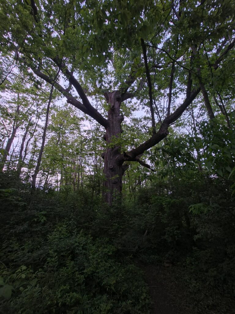 What type of tree is this?