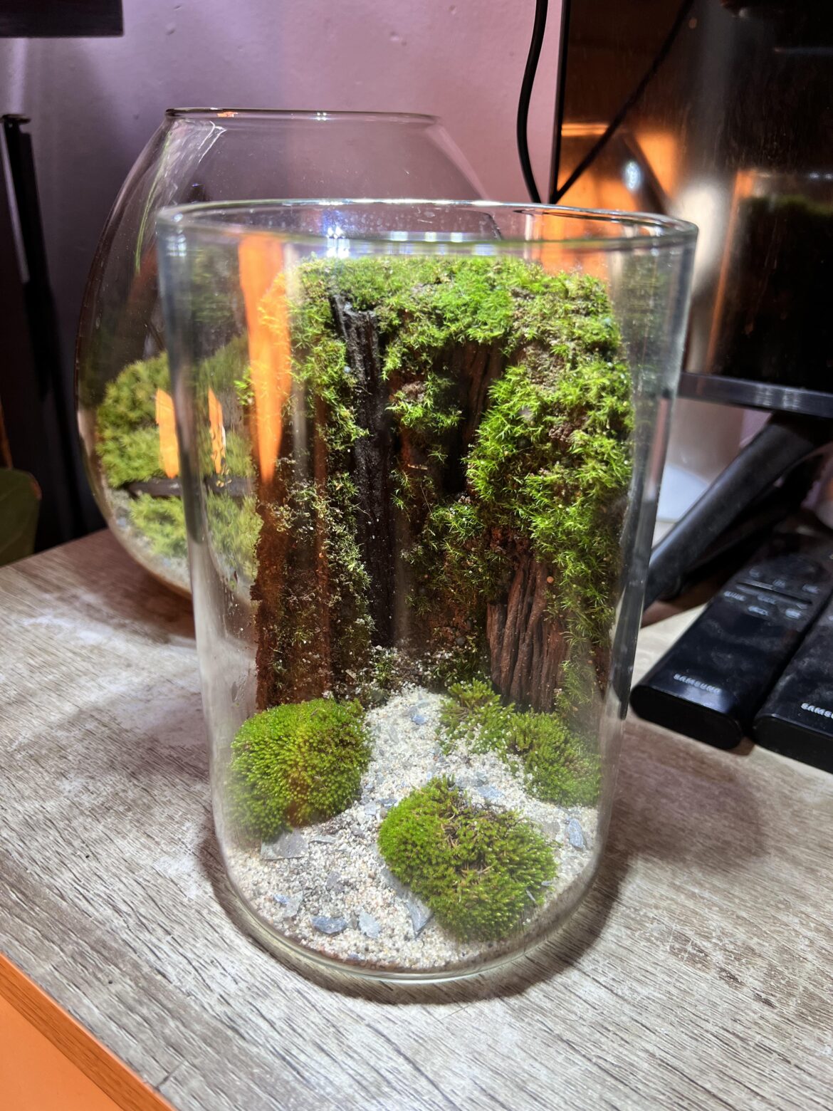 Fever dream terrarium