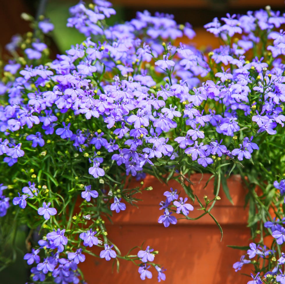 Fast spreading flowers to fill empty spaces terracotta pot with blue lobelia