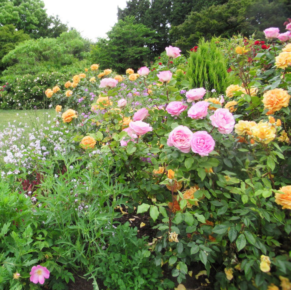roses in a garden