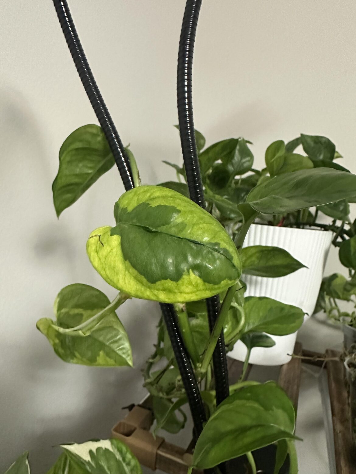 What's up with this leaf?